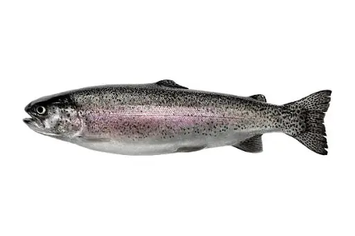 Rainbow Trout